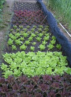 How Biointensive Agriculture Can Save The Planet